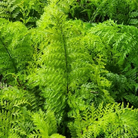 Asplenium bulbiferum