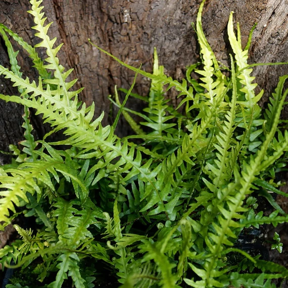 Asplenium × ebenoides - sárkányfarkú páfrány