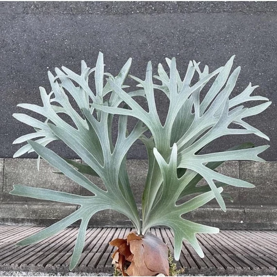 Platycerium 'Pegasus'