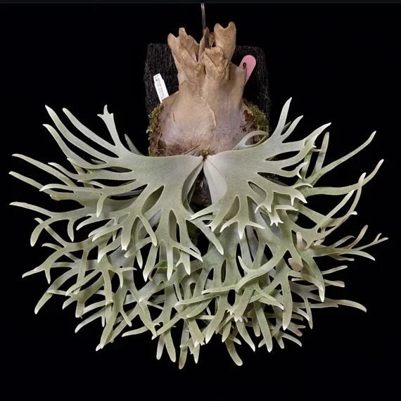 Platycerium willinckii 'Jade Girl'