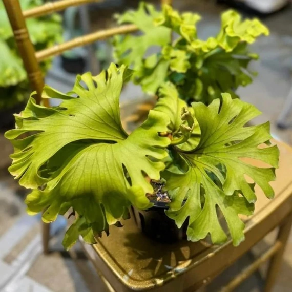 Platycerium ridleyi var. round frond 'Paradisaea'