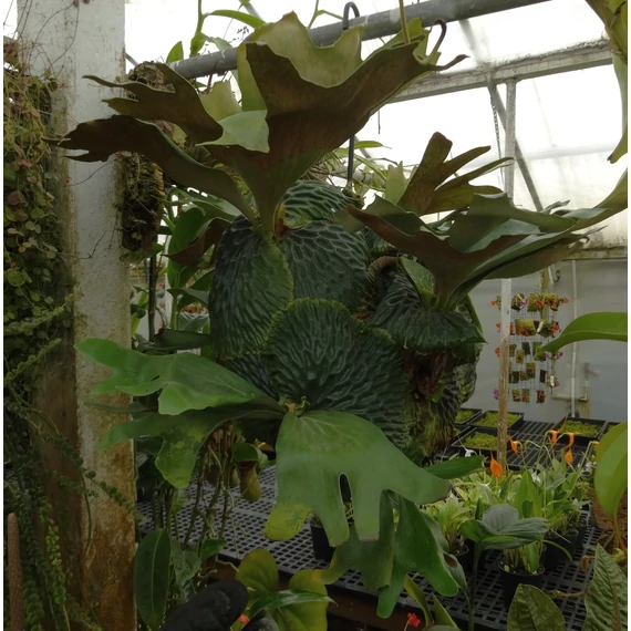 Platycerium madagascariense