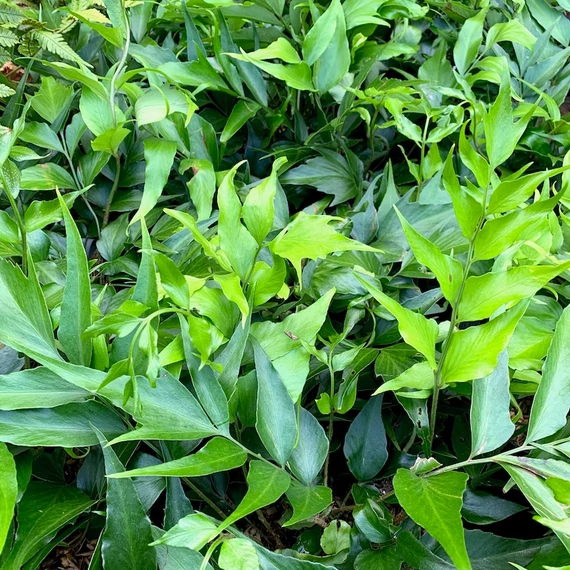 Cyrtomium devexiscapulae