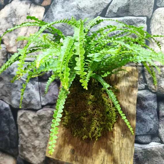Nephrolepis 'Duffy' páfrány, falapra erősítve