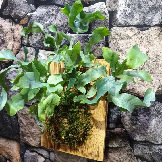 Phlebodium Aureum ’Blue Star’ páfrány, falapra erősítve