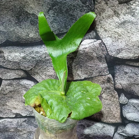Platycerium Horn's Surprise  (madagascariens x aicicone-Africa) 'DARWIN'