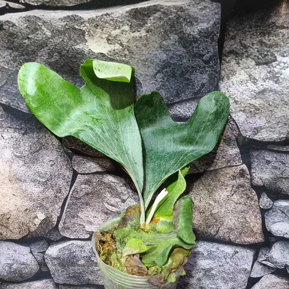 Platycerium (stemaria × andinum) 'NUK'