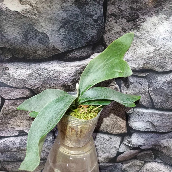 Platycerium andinum × willinckii