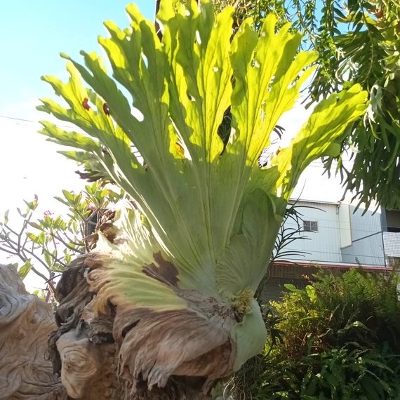 Platycerium superbum - óriás szarvasagancs páfrány