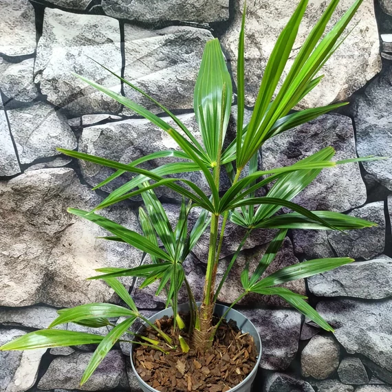 Trachycarpus fortunei, kínai kenderpálma