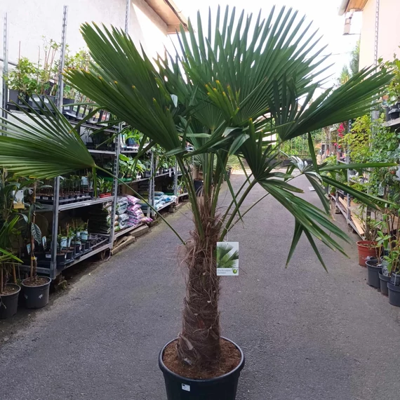 Trachycarpus fortunei, kínai kenderpálma