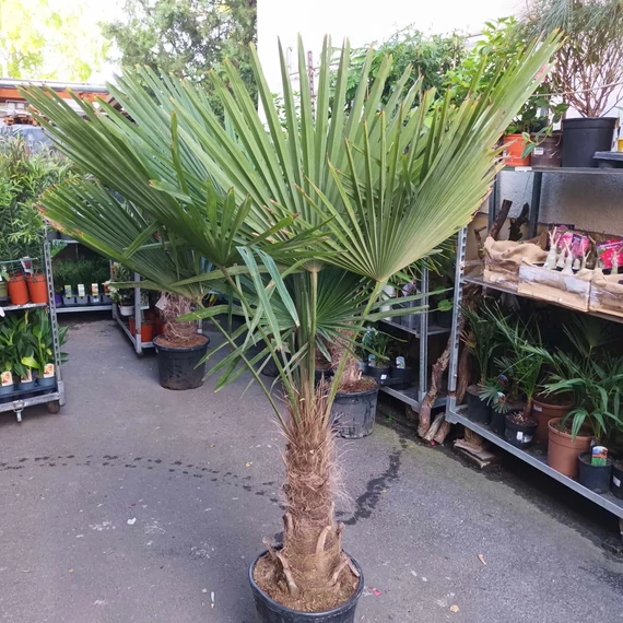 Trachycarpus fortunei, kínai kenderpálma