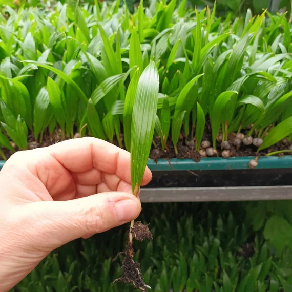 Trachycarpus fortunei - kínai kenderpálma saját szaporítású magonc