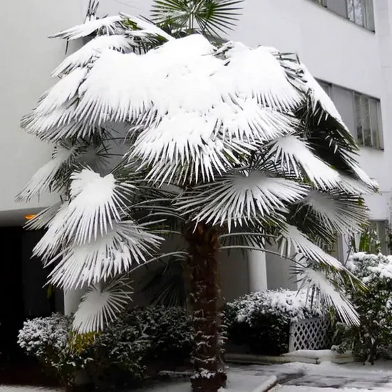 Trachycarpus fortunei  - kínai kenderpálma magyar termesztőtől