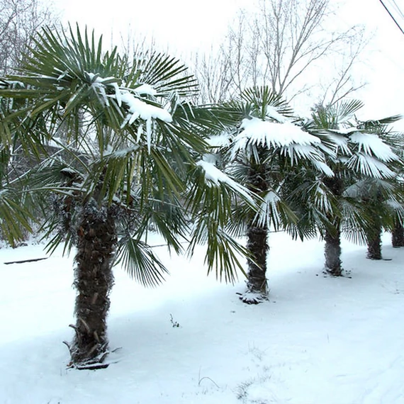 Trachycarpus fortunei - kínai kenderpálma magyar termesztőtől