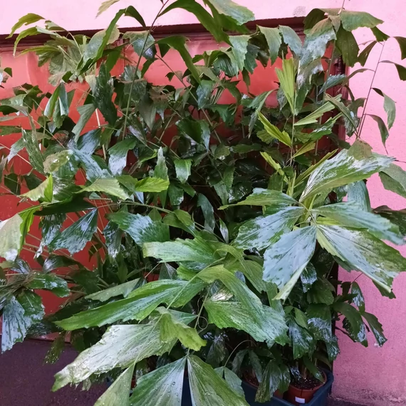Caryota mitis - halfarok pálma