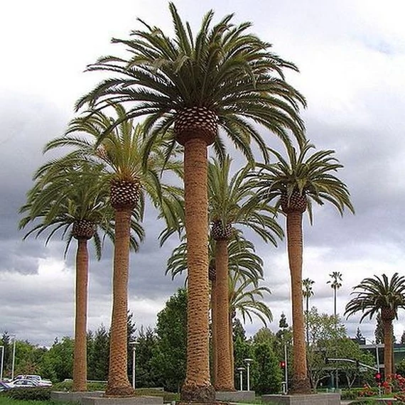 Phoenix canariensis - Kanári datolyapálma