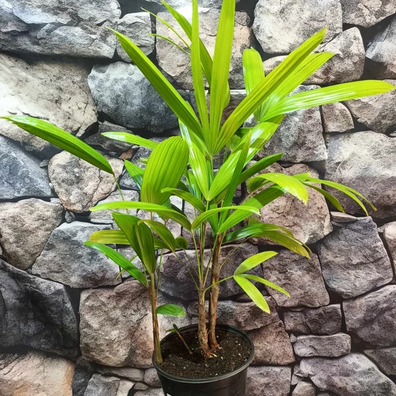 Rhapis excelsa - botpálma