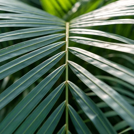 Chrysalidocarpus lutescens - aranypálma, saját szaporítású