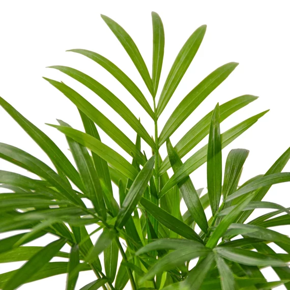 Chamaedorea elegans - gyompálma