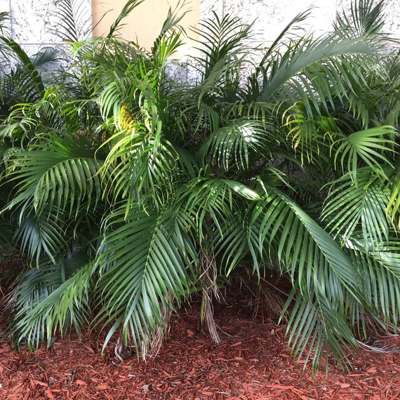 Chamaedorea cataractarum