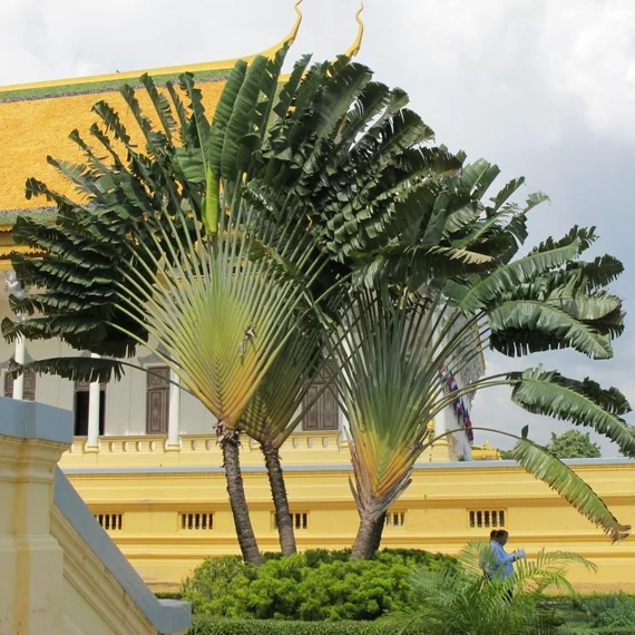 Ravenala madagascariensis - utazók pálmája, esztétikai hibás levelekkel