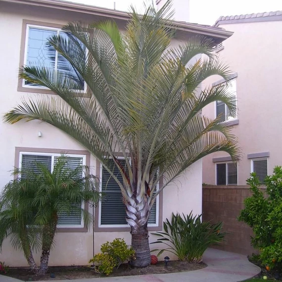 Dypsis decaryi - madagaszkári háromszög pálma