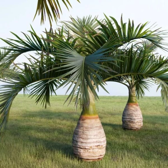 Hyophorbe lagenicaulis - palackpálma