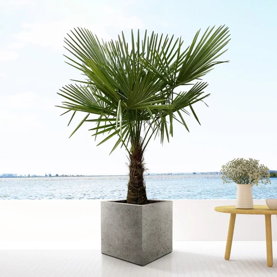 Trachycarpus fortunei - Kínai kenderpálma