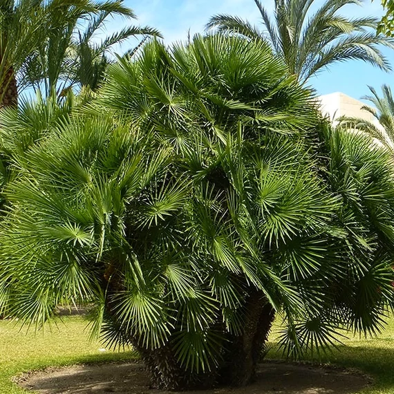 Chamaerops humilis