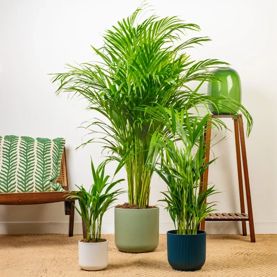 Dypsis Lutescens - Aranypálma Dypsis Lutescens - Aranypálma