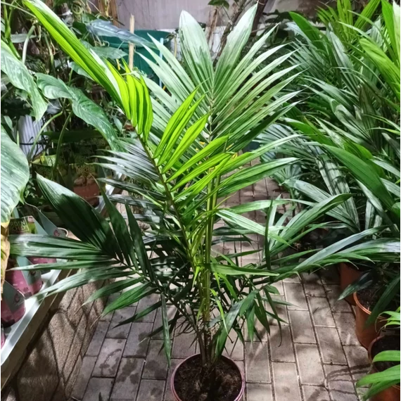 Elaeis Guineensis, olajpálma, esztétikai hibás levelekkel, értékcsökkentett