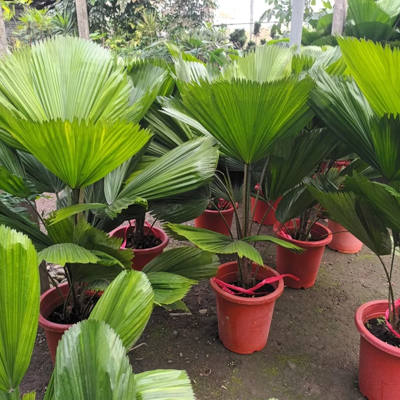 Licuala grandis