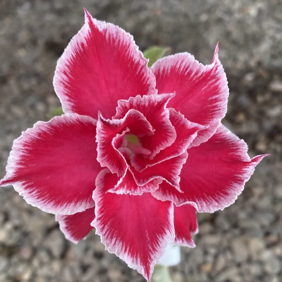 Adenium Obesum 'Dawn'