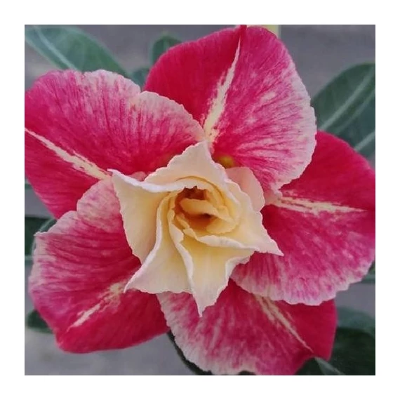 Adenium Obesum 'Destiny'