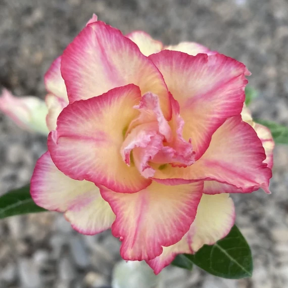Adenium Obesum 'Fly'