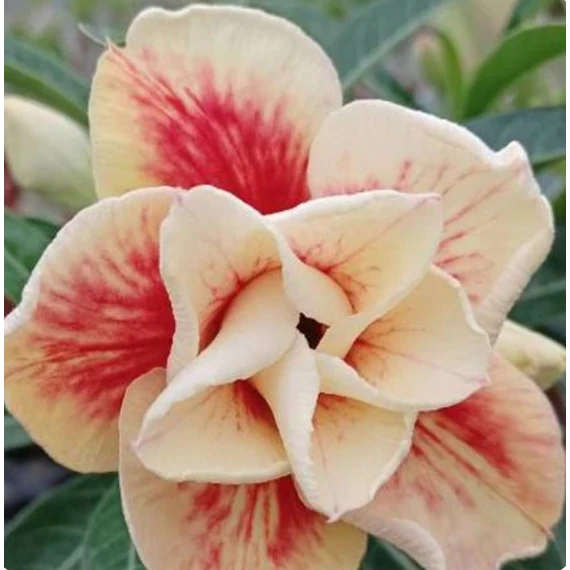 Adenium Obesum 'Nami'