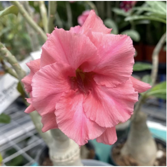 Adenium Obesum 'Young'