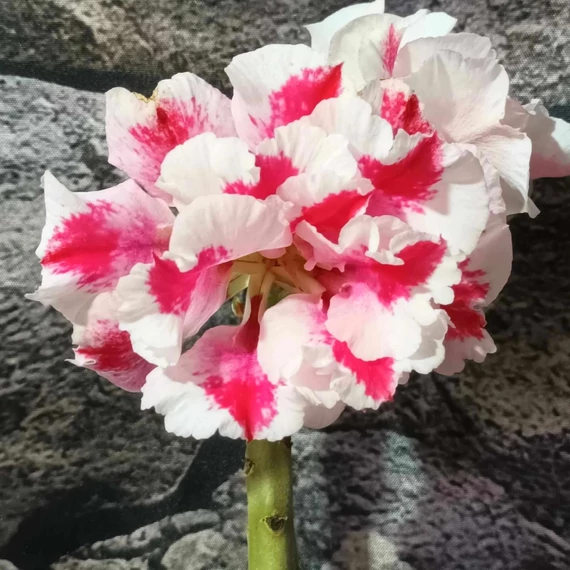 Adenium obesum 'Alice'