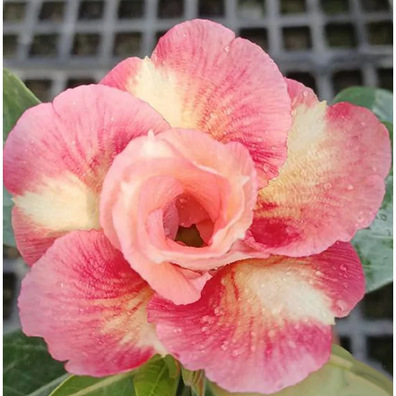Adenium obesum 'Cupid'