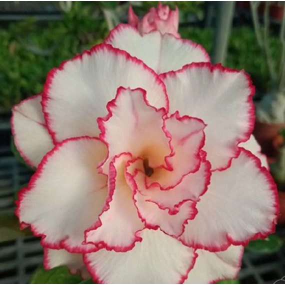 Adenium obesum 'Desert Fairy'