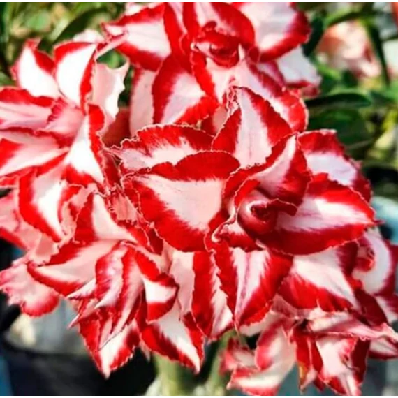 Adenium obesum 'Ferrari'