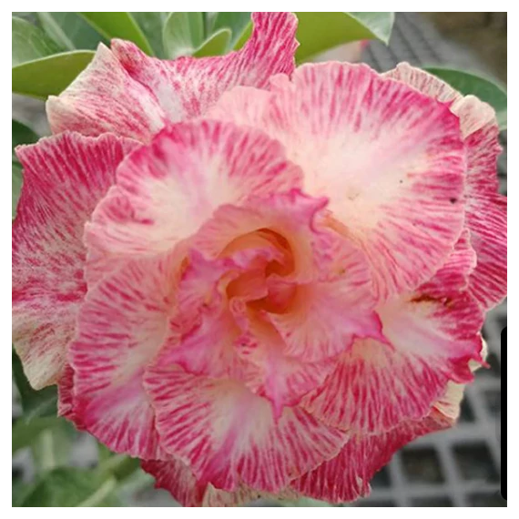 Adenium obesum 'Filter'