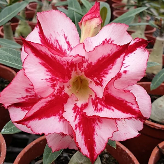 Adenium obesum 'Hercules'
