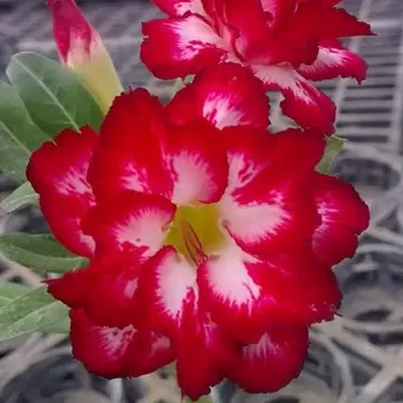 Adenium obesum 'Makeup'