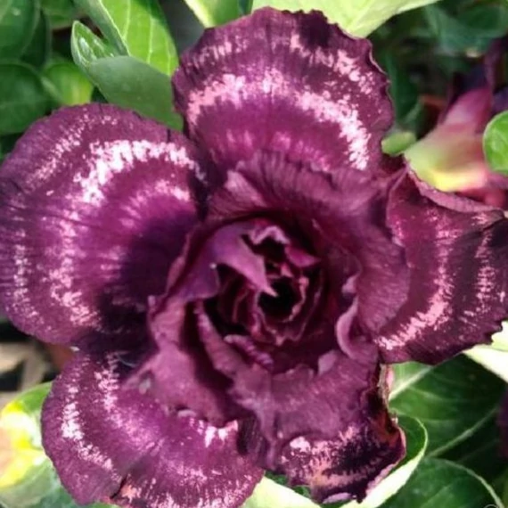 Adenium obesum 'Purple Halo'