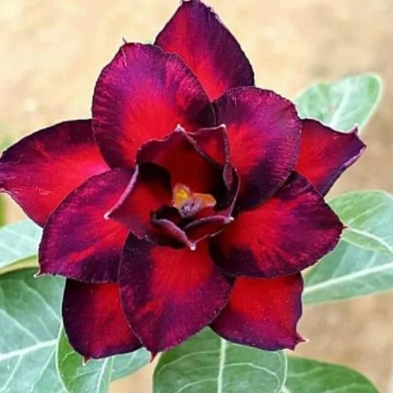 Adenium obesum 'Storm'