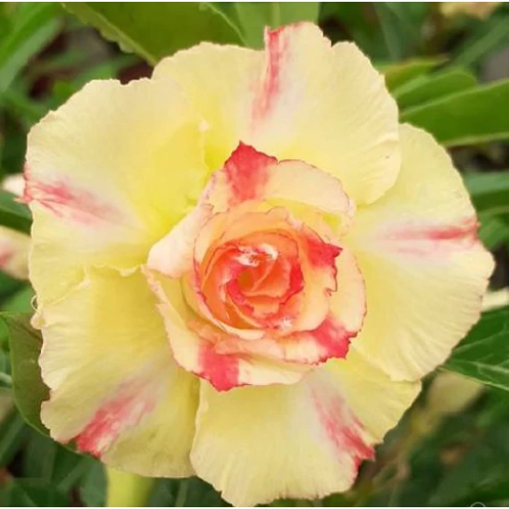 Adenium Obesum 'Golden Dance'