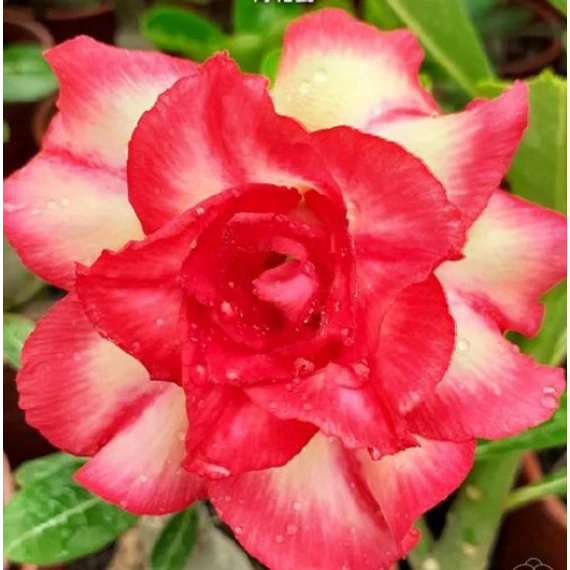 Adenium Obesum 'Candle'