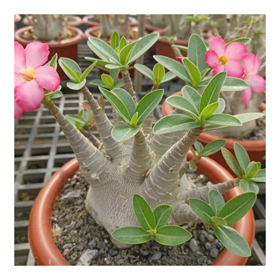 Adenium Arabicum